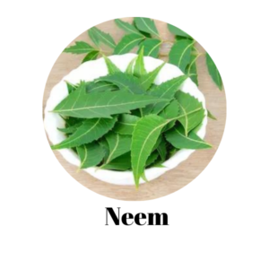 Bacopa-monnieri-2.png