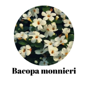 Bacopa-monnieri.png