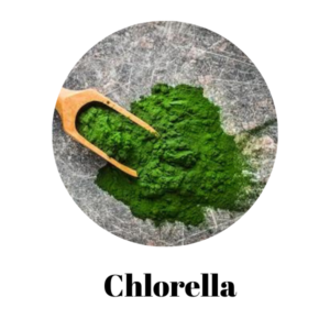 Chlorella.png