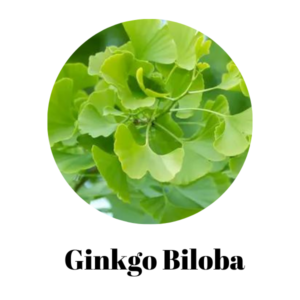 GinkgoBiloba-1.png