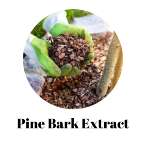 PINE-BAK.png